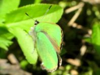 Grüner Zipfelfalter, Callophrys rubi