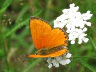 Lycaena virgaureae, Dukaten-Feuerfalter