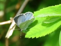 Faulbaum-Bläuling, Celastrina argiolus
