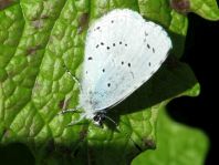Faulbaum-Bläuling, Celastrina argiolus