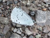 Faulbaum-Bläuling, Celastrina argiolus