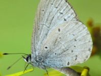 Faulbaum-Bläuling, Celastrina argiolus