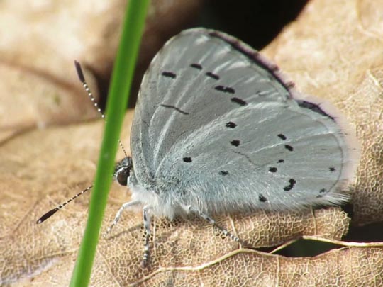 Faulbaum-Bläuling, Celastrina argiolus