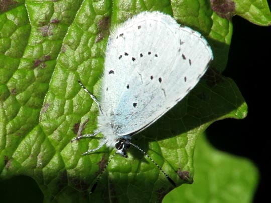 Faulbaum-Bläuling, Celastrina argiolus