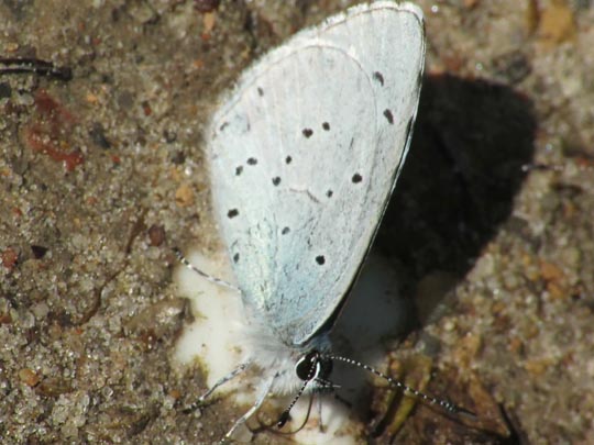 Faulbaum-Bläuling, Celastrina argiolus