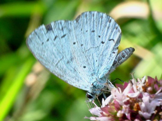 Faulbaum-Bläuling, Celastrina argiolus