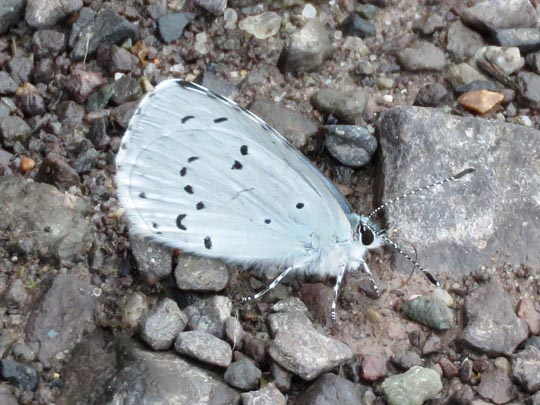 Faulbaum-Bläuling, Celastrina argiolus