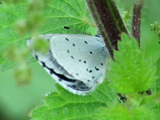 Faulbaum-Bläuling, Celastrina argiolus
