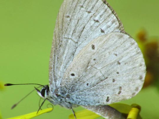 Faulbaum-Bläuling, Celastrina argiolus