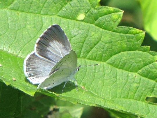 Faulbaum-Bläuling, Celastrina argiolus