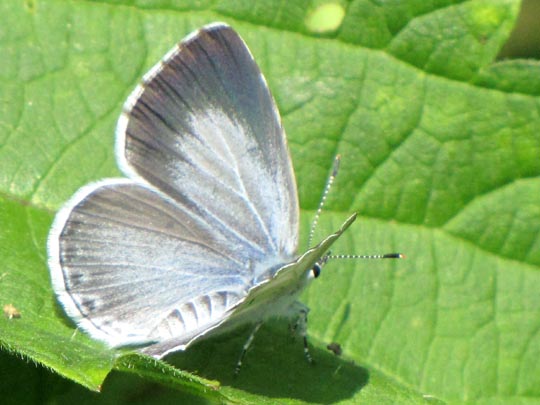 Faulbaum-Bläuling, Celastrina argiolus