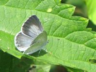 Faulbaum-Bläuling, Celastrina argiolus