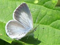 Faulbaum-Bläuling, Celastrina argiolus