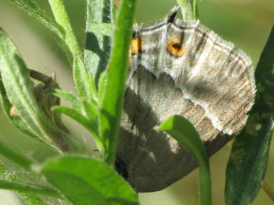 Blauer Eichen-Zipfelfalter, Favonius quercus
