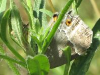 Blauer Eichen-Zipfelfalter, Favonius quercus