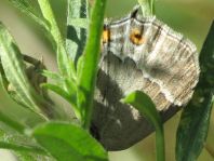 Blauer Eichen-Zipfelfalter, Favonius quercus