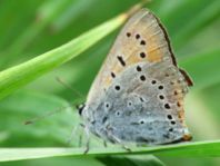 Großer Feuerfalter, Lycaena dispar
