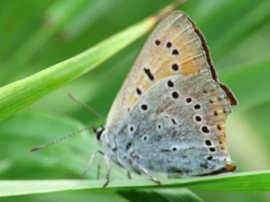 Lycaena dispar, Großer Feuerfalter