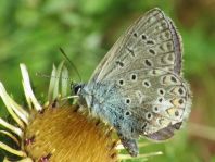 Hauhechel-Bläuling, Polyommatus icarus