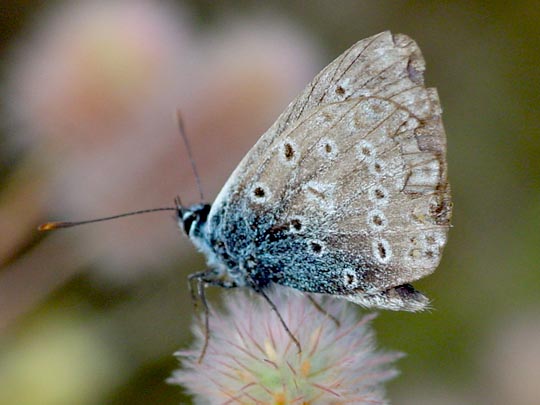 Hauhechel-Bläuling, Polyommatus icarus