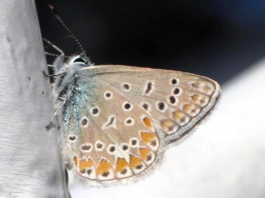 Hauhechel-Bläuling, Polyommatus icarus