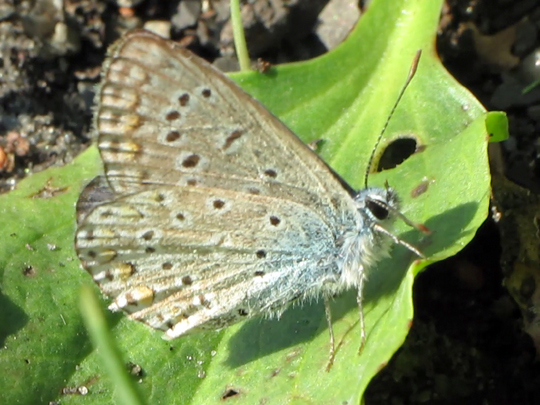 Hauhechel-Bläuling, Polyommatus icarus