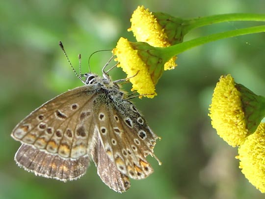 Hauhechel-Bläuling, Polyommatus icarus