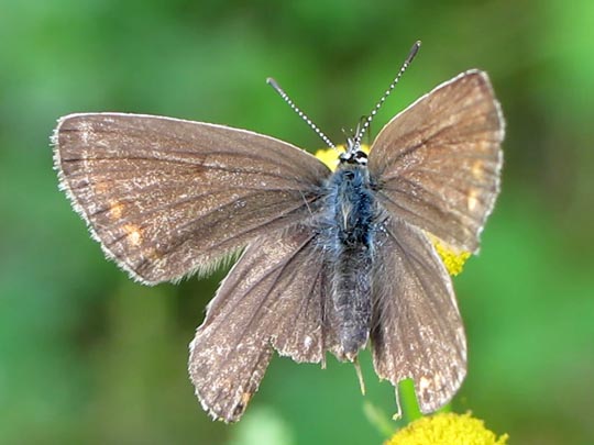 Hauhechel-Bläuling, Polyommatus icarus