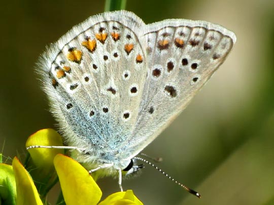 Hauhechel-Bläuling, Polyommatus icarus