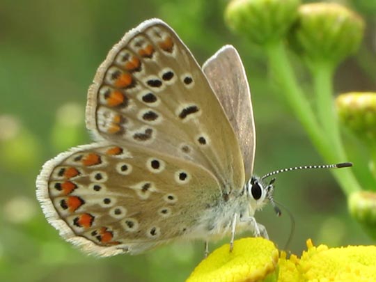 Hauhechel-Bläuling, Polyommatus icarus