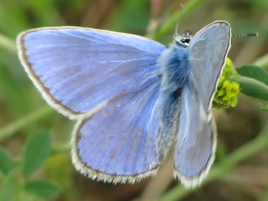 Hauhechel-Bläuling, Polyommatus icarus