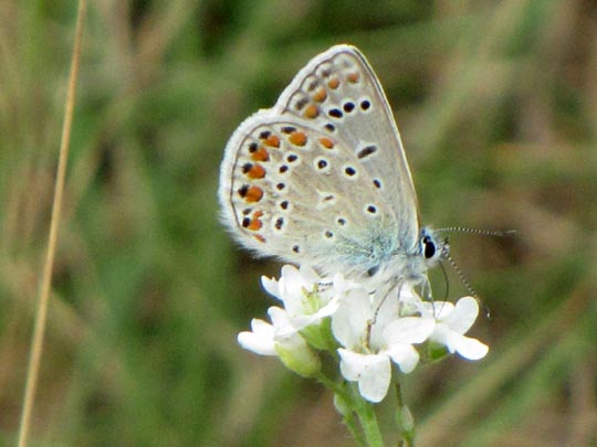 Hauhechel-Bläuling, Polyommatus icarus