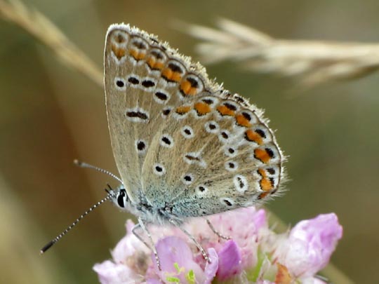 Hauhechel-Bläuling, Polyommatus icarus