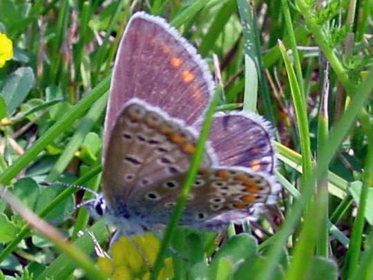 Hauhechel-Bläuling, Polyommatus icarus