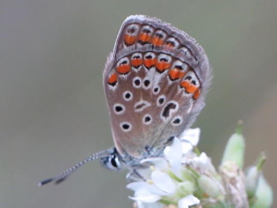 Hauhechel-Bläuling, Polyommatus icarus