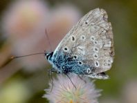 Hauhechel-Bläuling, Polyommatus icarus