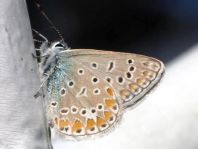 Hauhechel-Bläuling, Polyommatus icarus