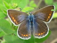 Hauhechel-Bläuling, Polyommatus icarus