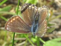 Hauhechel-Bläuling, Polyommatus icarus