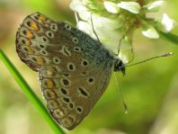 Hauhechel-Bläuling, Polyommatus icarus