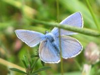 Hauhechel-Bläuling, Polyommatus icarus
