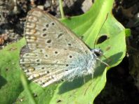 Hauhechel-Bläuling, Polyommatus icarus