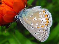Hauhechel-Bläuling, Polyommatus icarus