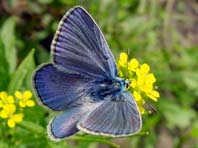Hauhechel-Bläuling, Polyommatus icarus