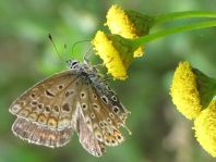 Hauhechel-Bläuling, Polyommatus icarus
