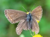 Hauhechel-Bläuling, Polyommatus icarus