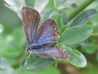 Hauhechel-Bläuling, Polyommatus icarus
