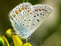 Hauhechel-Bläuling, Polyommatus icarus