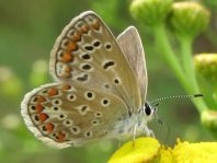 Hauhechel-Bläuling, Polyommatus icarus