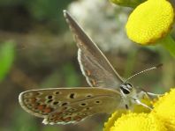 Hauhechel-Bläuling, Polyommatus icarus